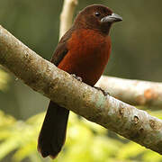 Masked Crimson Tanager