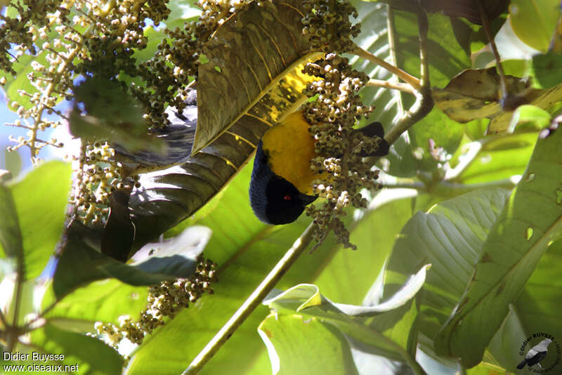 Hooded Mountain Tanageradult, eats