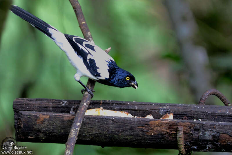 Magpie Tanageradult, identification