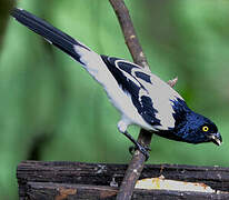 Magpie Tanager