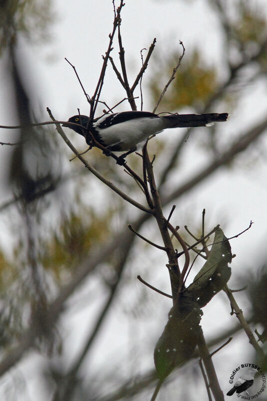 Magpie Tanageradult, identification