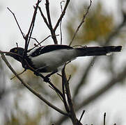 Magpie Tanager