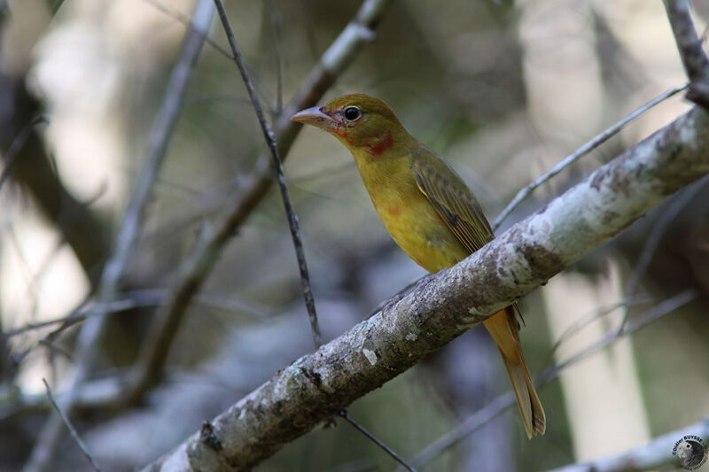 Summer Tanager male immature, identification