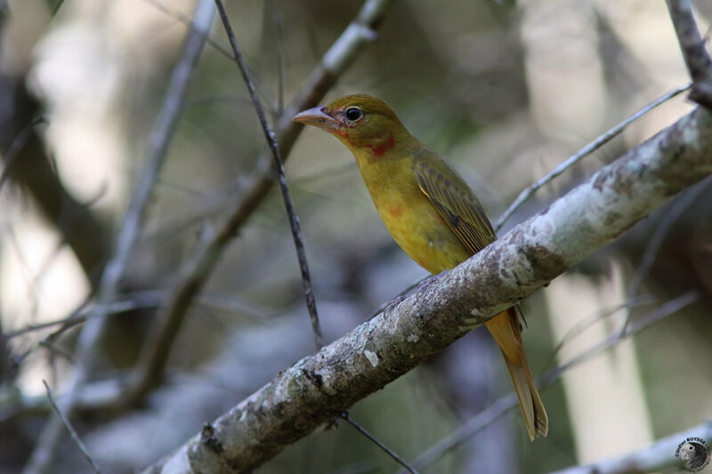 Tangara vermillon mâle immature, identification