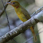 Summer Tanager