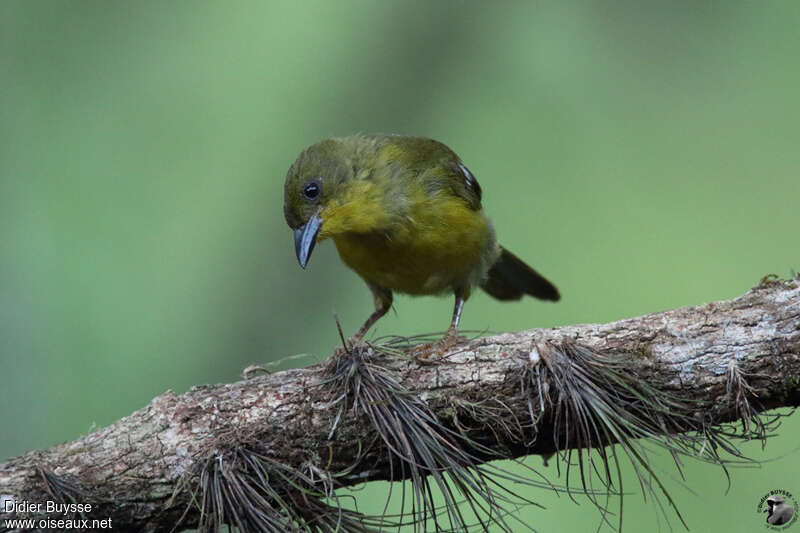 Tangara viréonadulte, identification