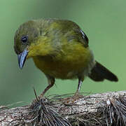 Olive-green Tanager