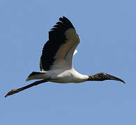 Wood Stork