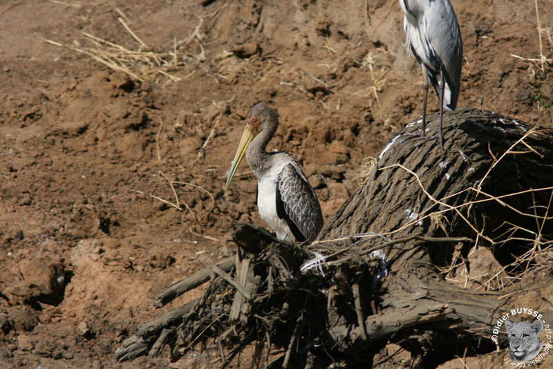 Yellow-billed Storkimmature, identification