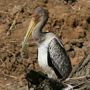 Yellow-billed Stork