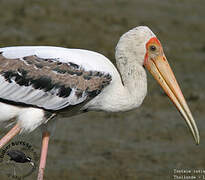 Painted Stork