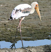 Painted Stork