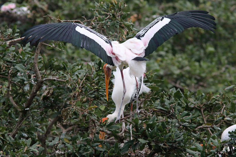 Painted Storkadult