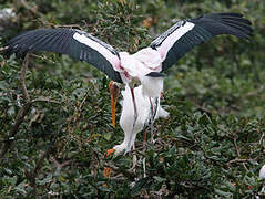 Painted Stork