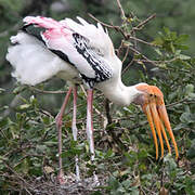 Painted Stork