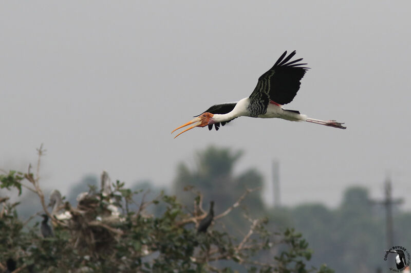 Painted Stork, Flight