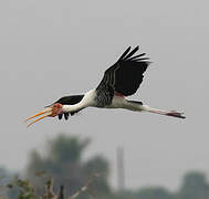 Painted Stork