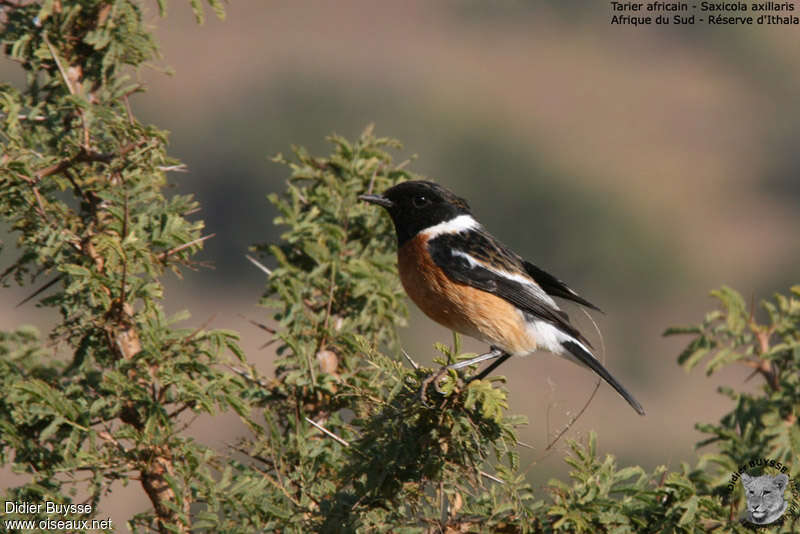 Tarier africain mâle adulte, identification