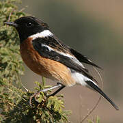 African Stonechat