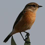 African Stonechat