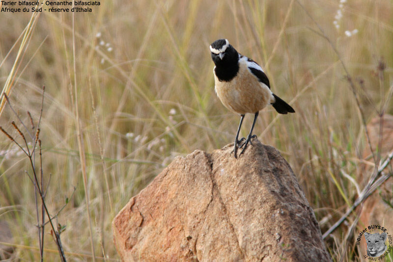 Tarier bifascié, identification