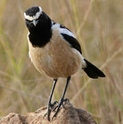 Buff-streaked Chat