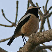 Buff-streaked Chat