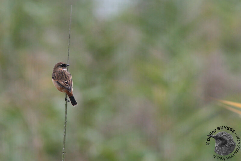 Siberian Stonechat, identification