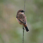 Siberian Stonechat