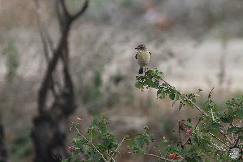 Siberian Stonechat, identification