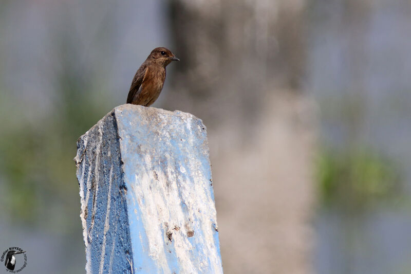 Pied Bush Chat female adult, identification