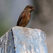 Pied Bush Chat