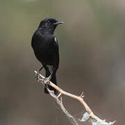 Pied Bush Chat