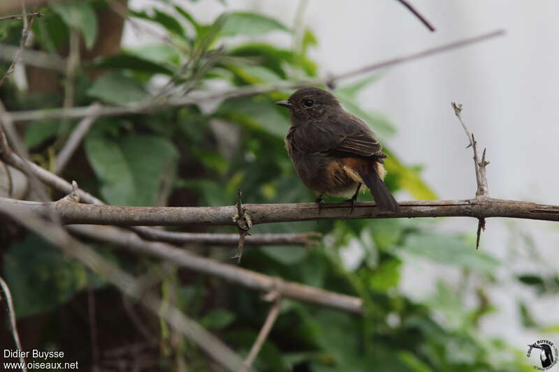 Pied Bush Chat female adult, pigmentation