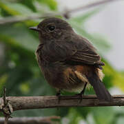 Pied Bush Chat