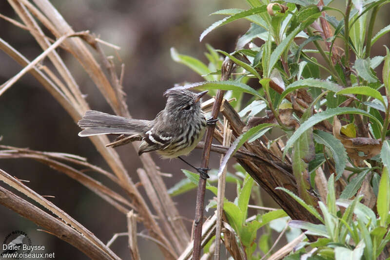 Taurillon à bec jauneadulte, habitat, pigmentation, pêche/chasse