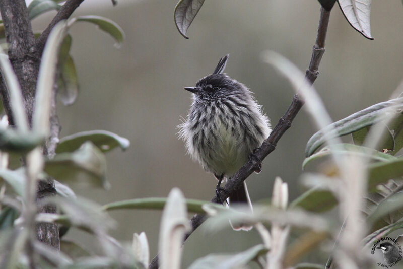 Tufted Tit-Tyrantadult, identification