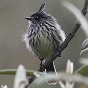 Tufted Tit-Tyrant