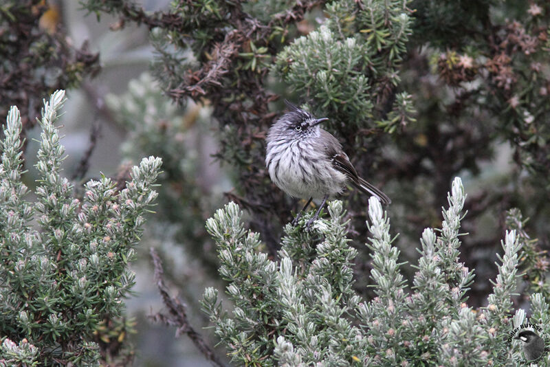 Tufted Tit-Tyrantadult, identification