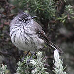 Taurillon mésange