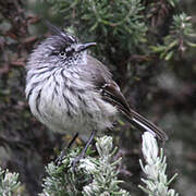 Tufted Tit-Tyrant