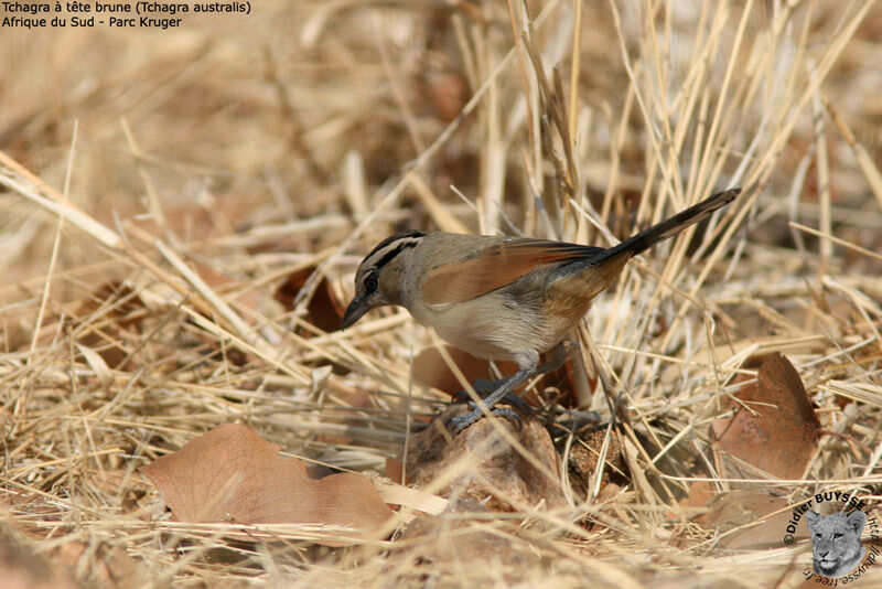 Tchagra à tête bruneadulte nuptial, identification