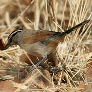 Brown-crowned Tchagra