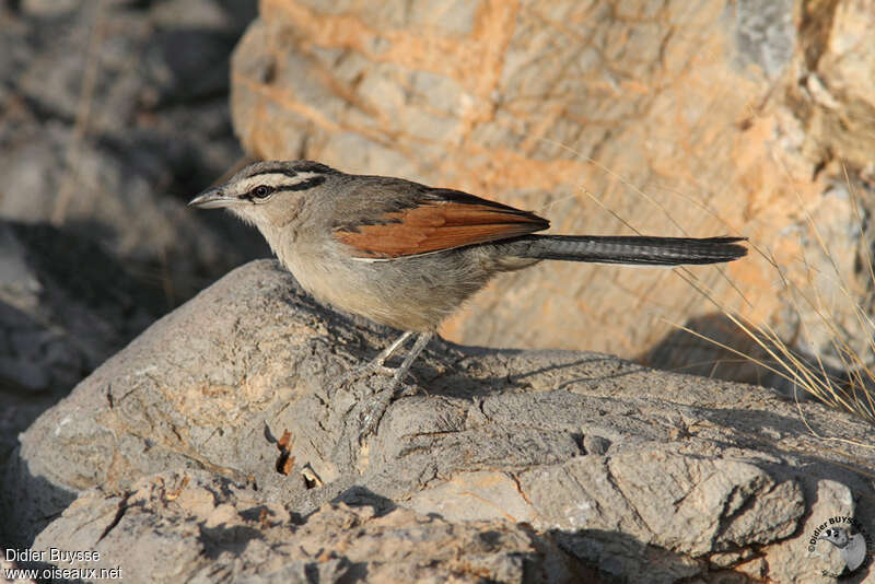 Brown-crowned Tchagraadult, identification