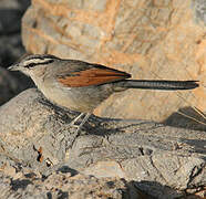 Brown-crowned Tchagra