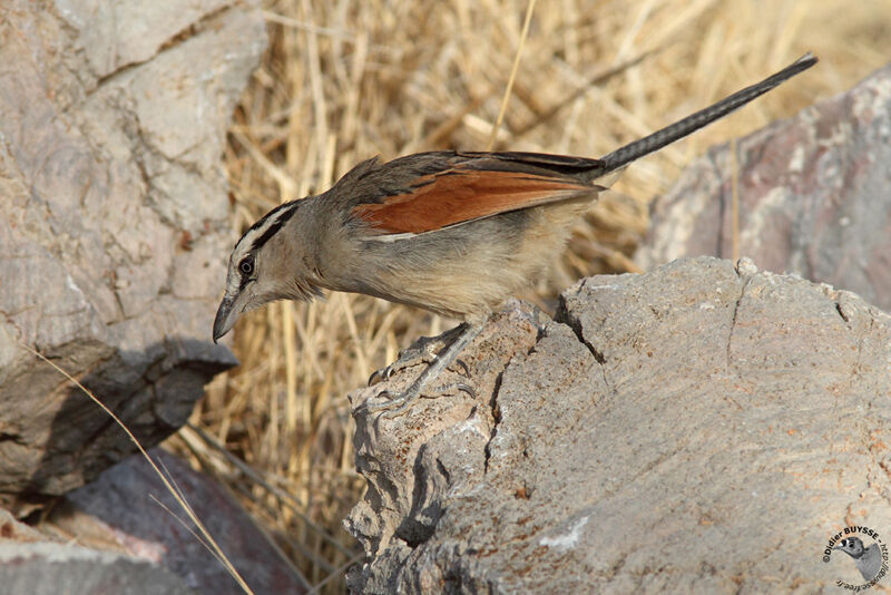 Brown-crowned Tchagraadult, identification