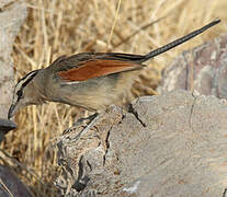 Brown-crowned Tchagra