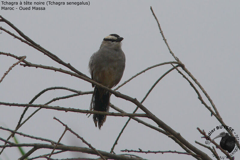 Black-crowned Tchagra male adult