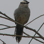 Black-crowned Tchagra