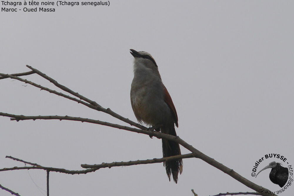 Black-crowned Tchagra male adult